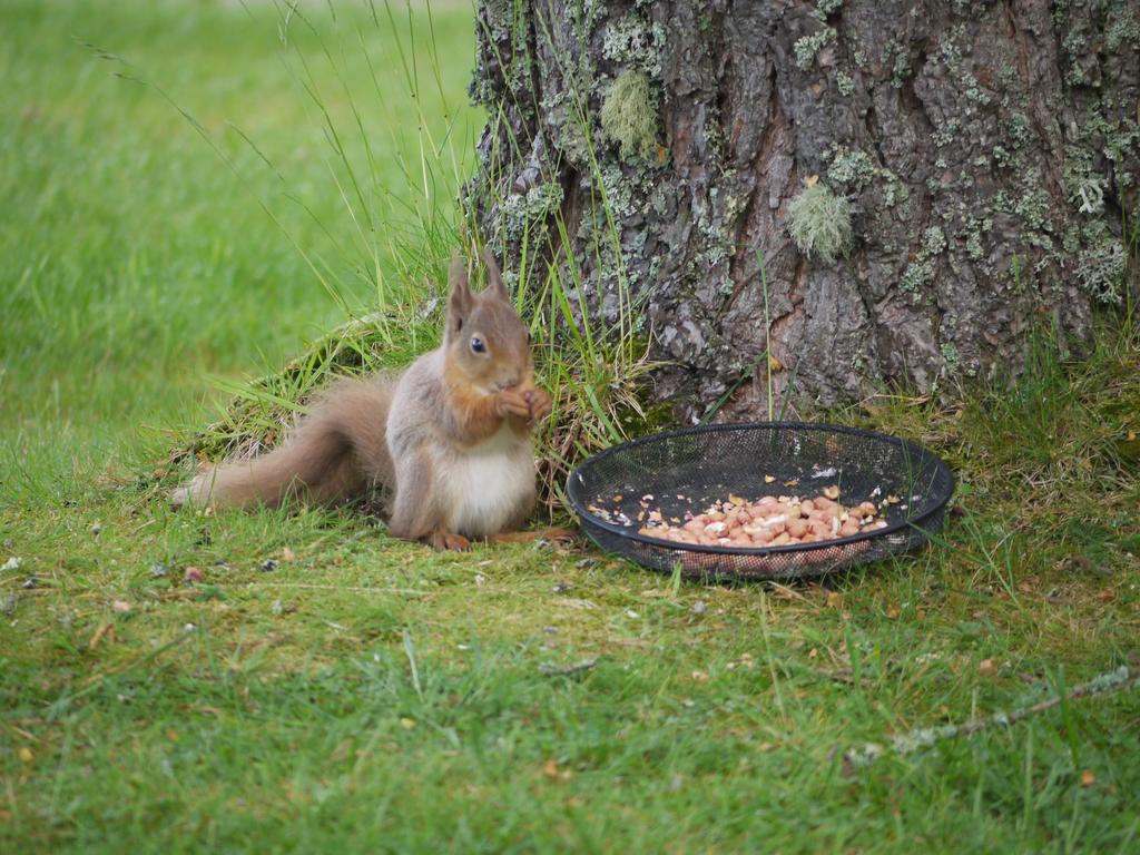 Dava School House Bed & Breakfast Grantown-on-Spey Eksteriør bilde